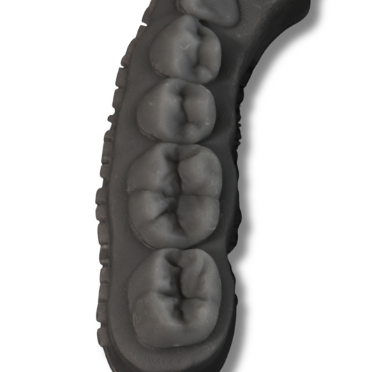 Modelo hígido para anatomia dental - Bob Tooth