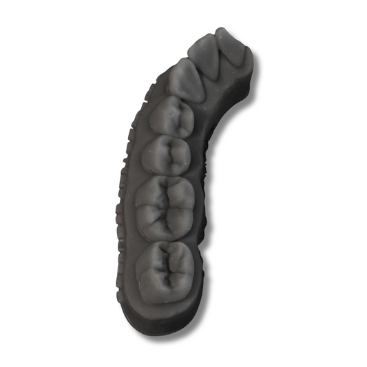 Modelo hígido para anatomia dental - Bob Tooth